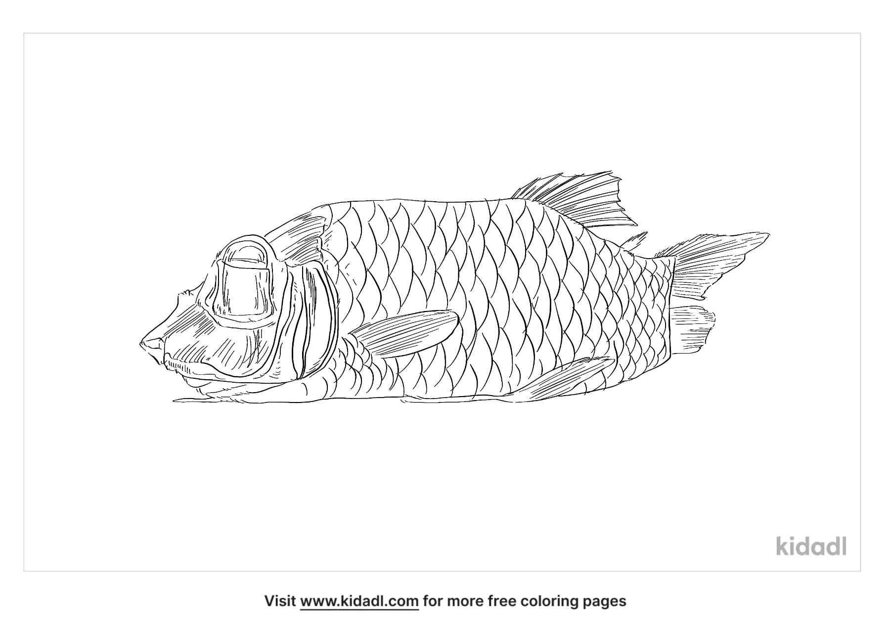 coloring page that contain barreleye fish