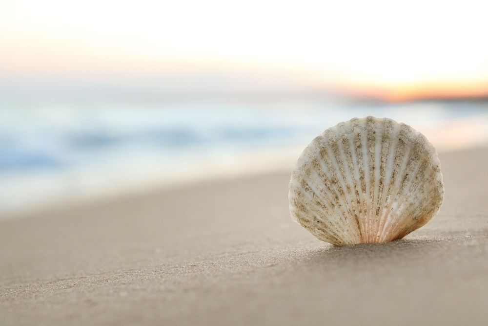 Beautiful seashell on sandy beach