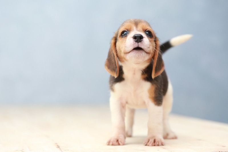 Small cute beagle puppy looking up.