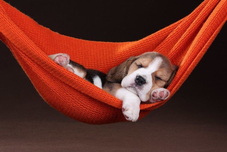 Small beagle puppy sleeping in a hammock.