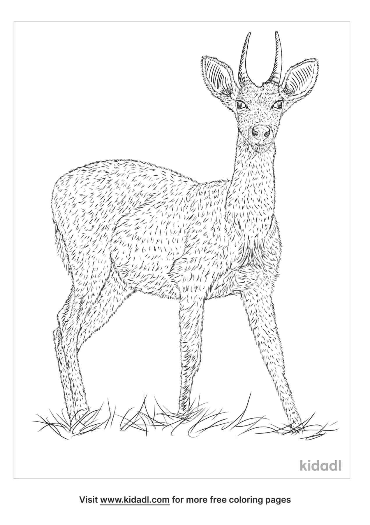 coloring page containing bohor reedbuck