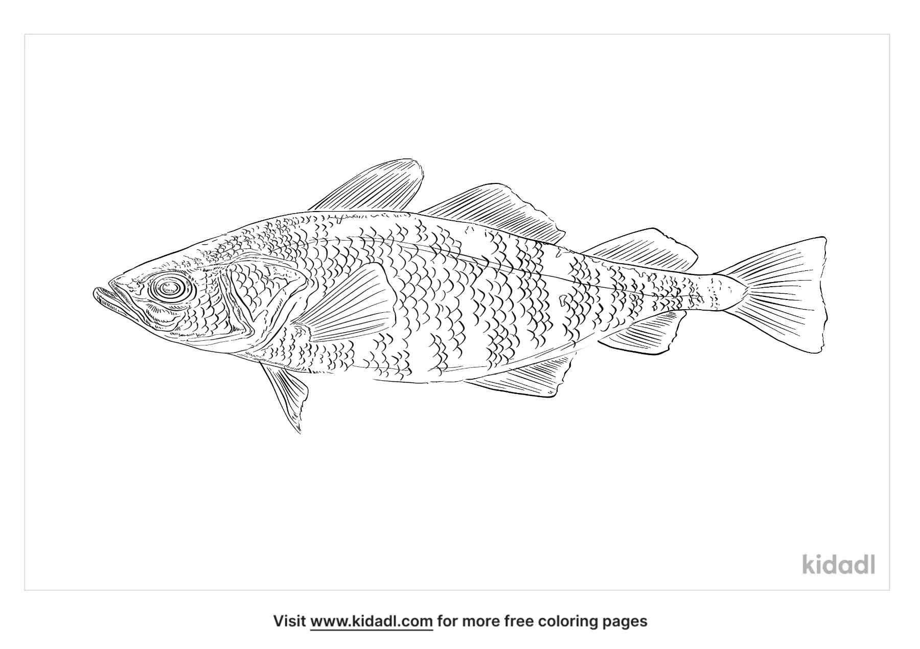 coloring pages of cod for kids