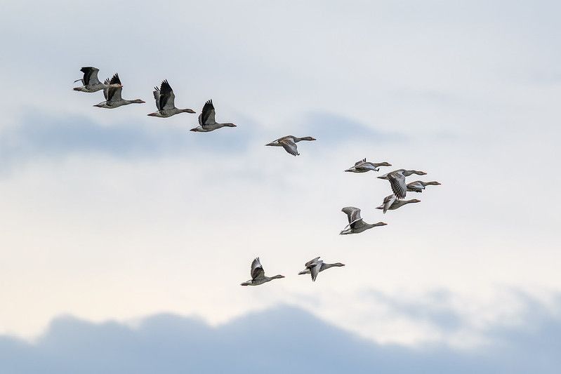 Flock of migrating graylag geese flying in V-formation