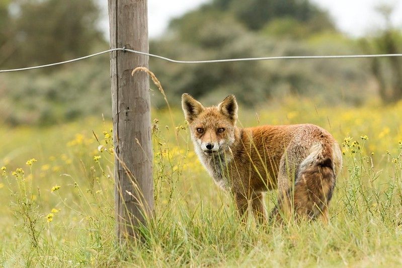 Fox roaming in a meadow