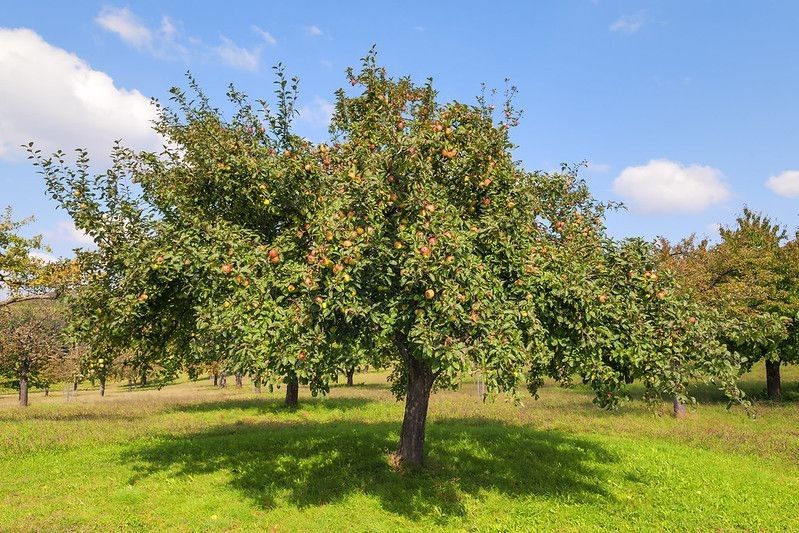 Apple trees orchard in autumn