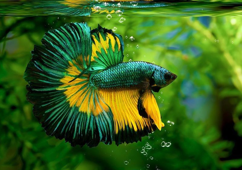 Multi colored Betta fish swimming in an aquarium.