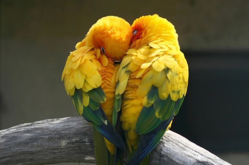 Pair of lovebirds.