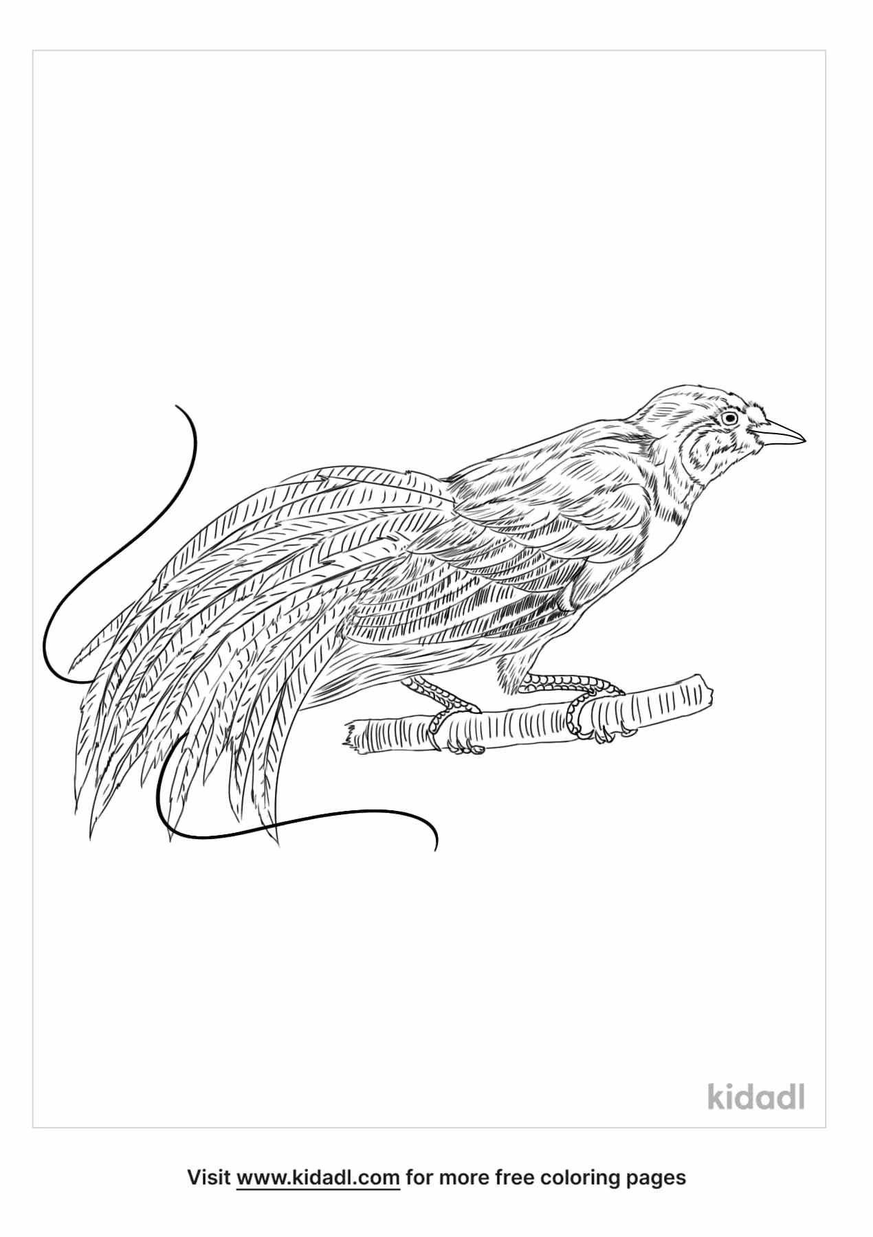 coloring page that have birds of paradise