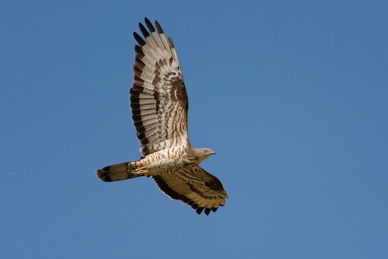Flying shot of bird predator.
