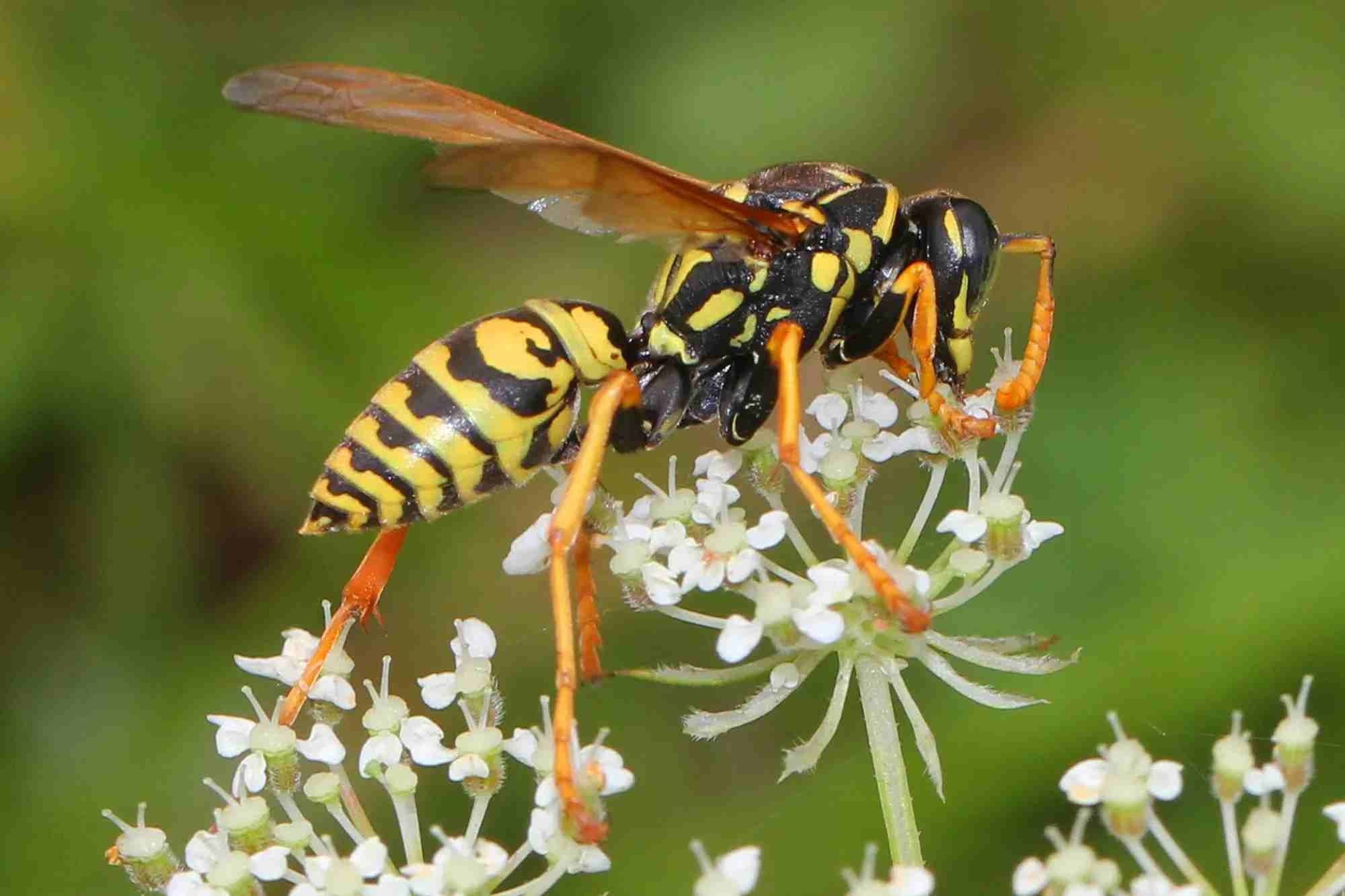 wasps having black body with yellow rings
