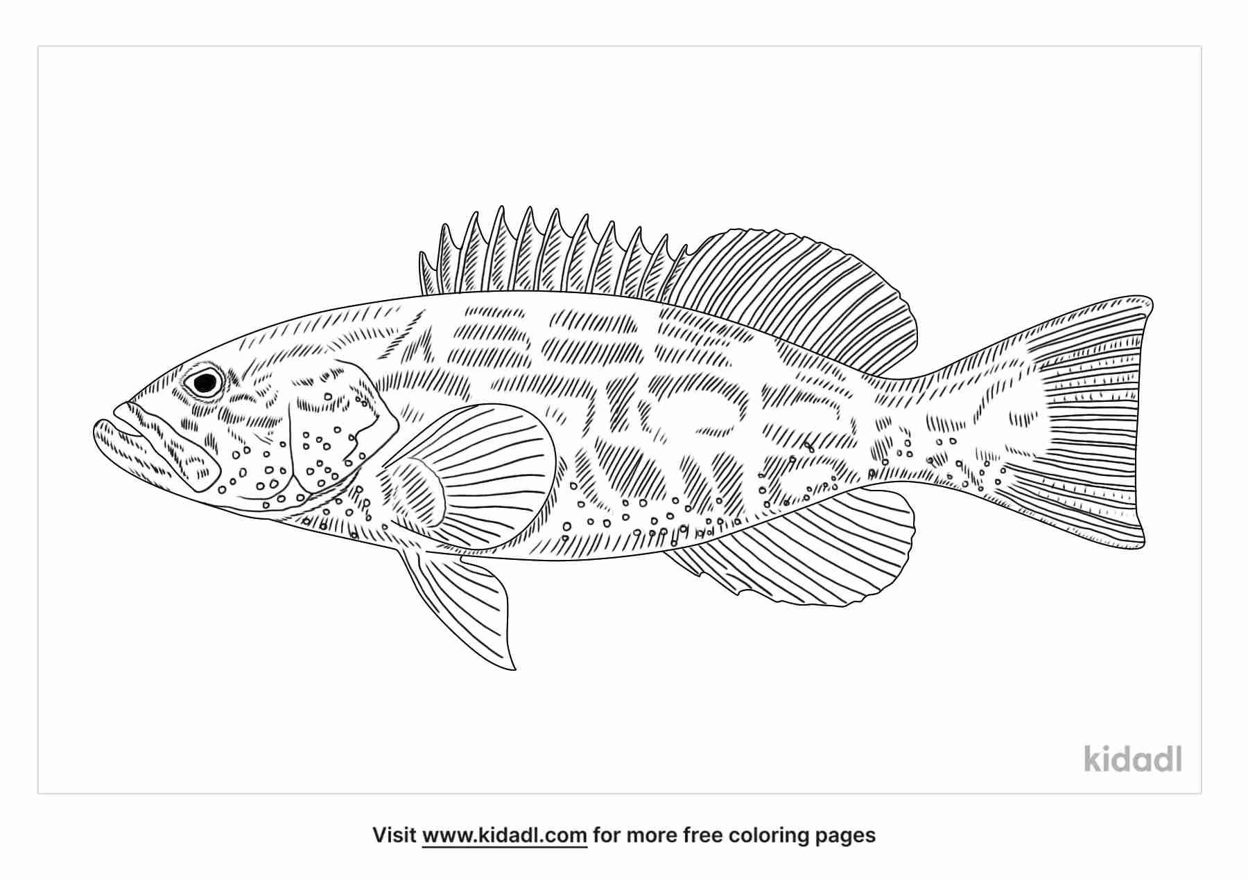 coloring page that have black grouper