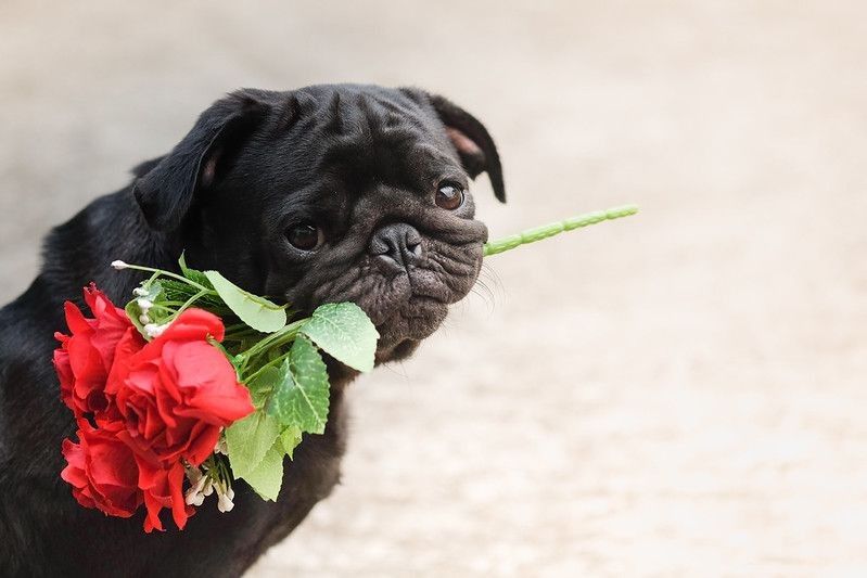 Lovely pug dog holding red rose.