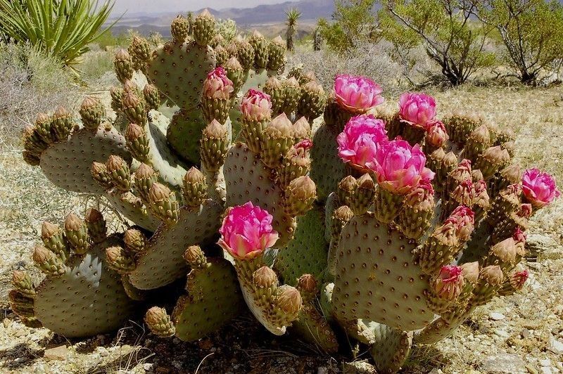 Blooming beavertail cactus in Mojave desert