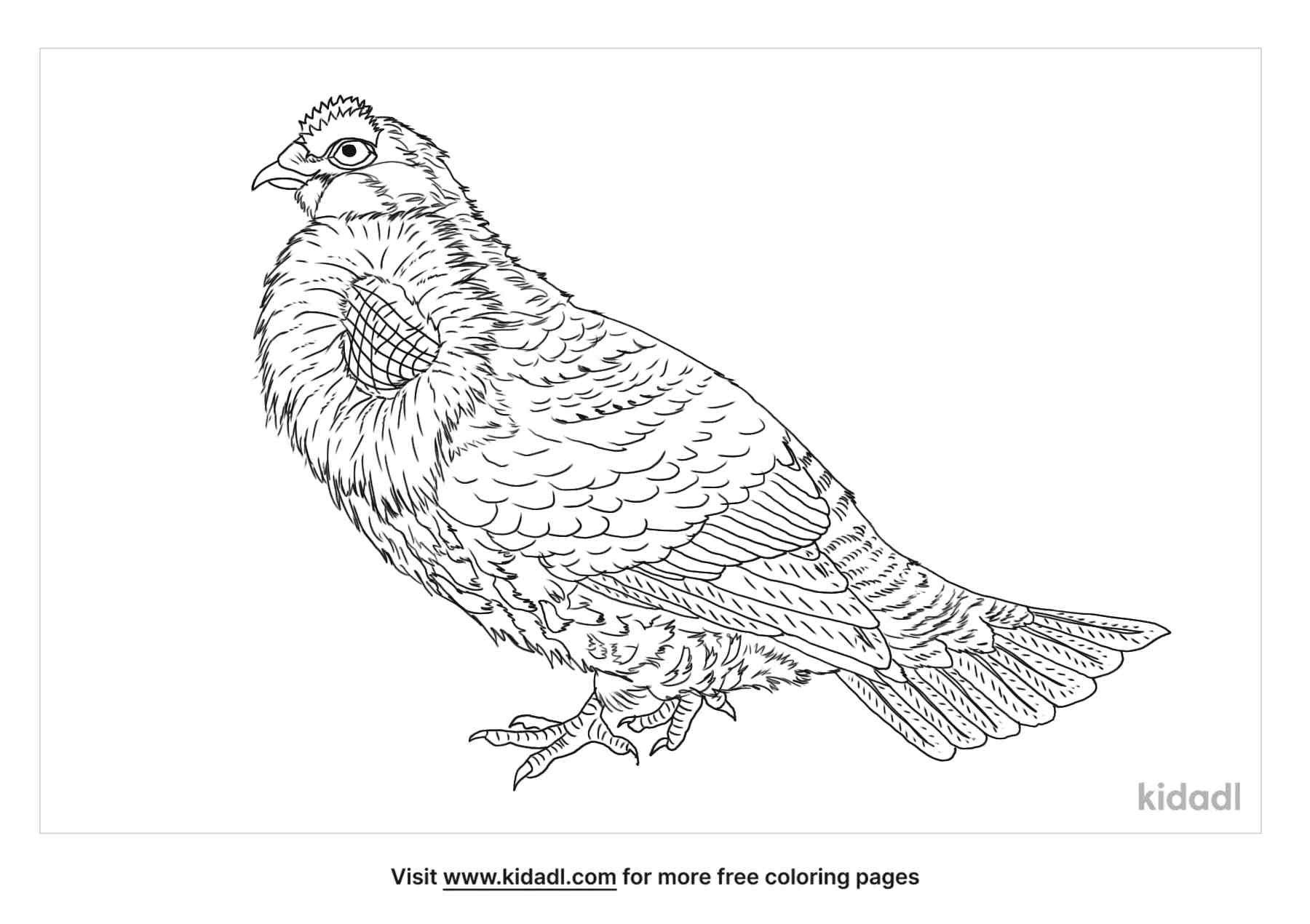 coloring page containing blue grouse
