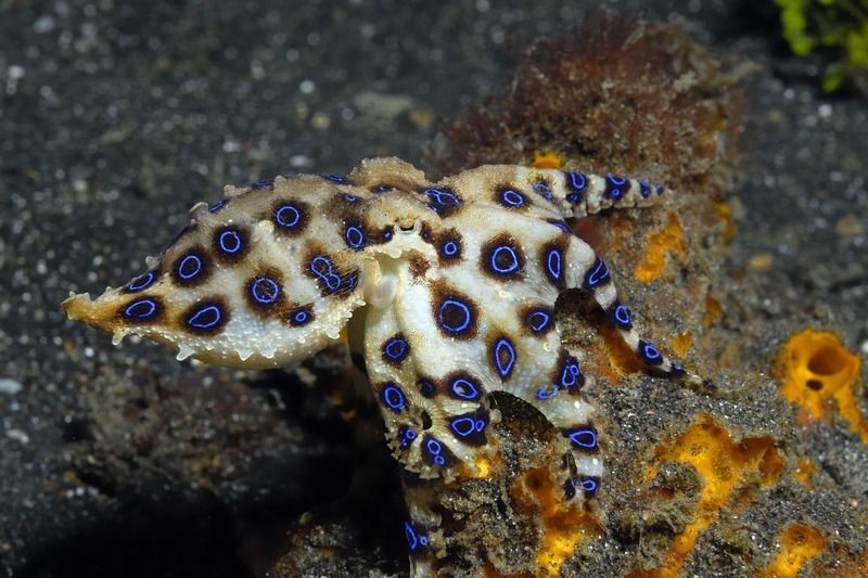 Blue ringed octopus sitting on an orange sponge.