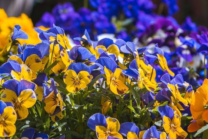 A lot of blue-yellow pansy flowers