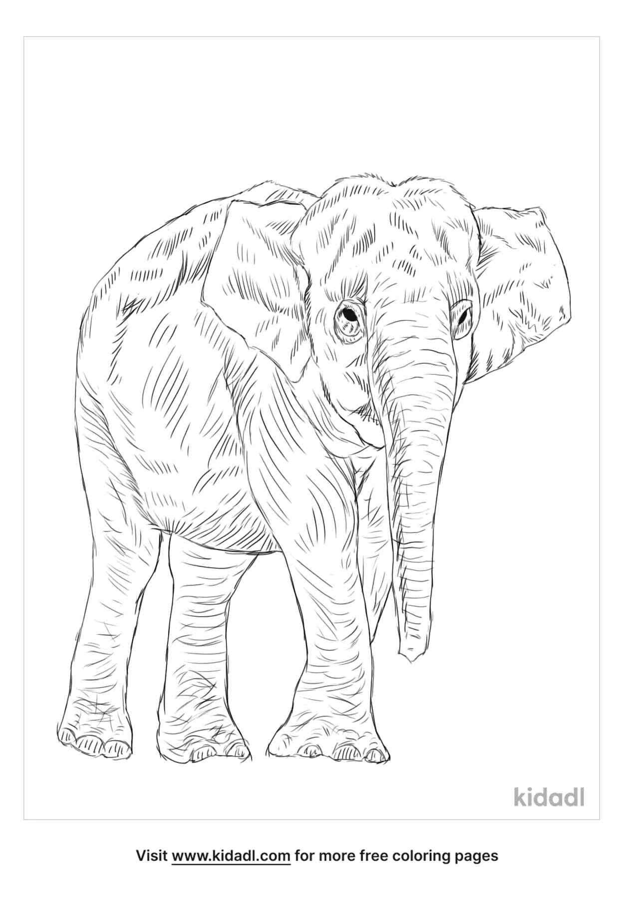 coloring page that have borneo elephant