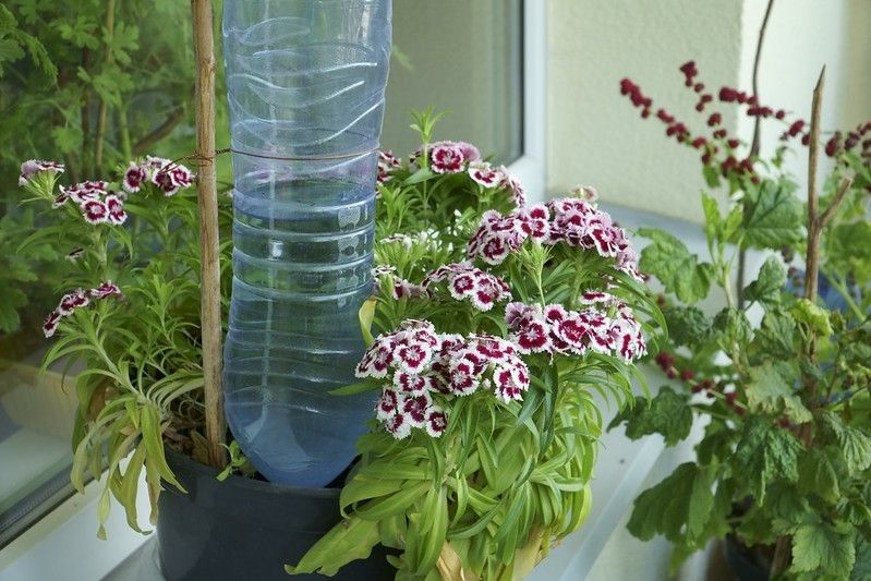 Bottle technique for even supply of potted flowering plants