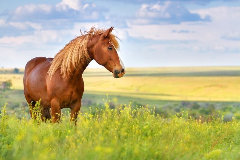 Brown horse with long mane in field.