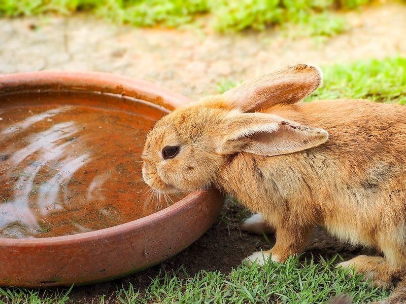 Cute brown rabbit having water in farm
