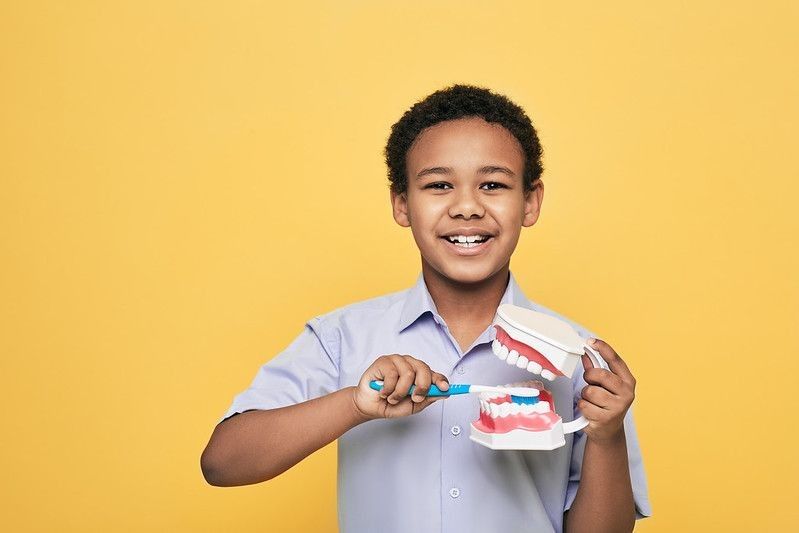 A boy showing how to properly brush his teeth using an anatomical model of jaw and a toothbrush.