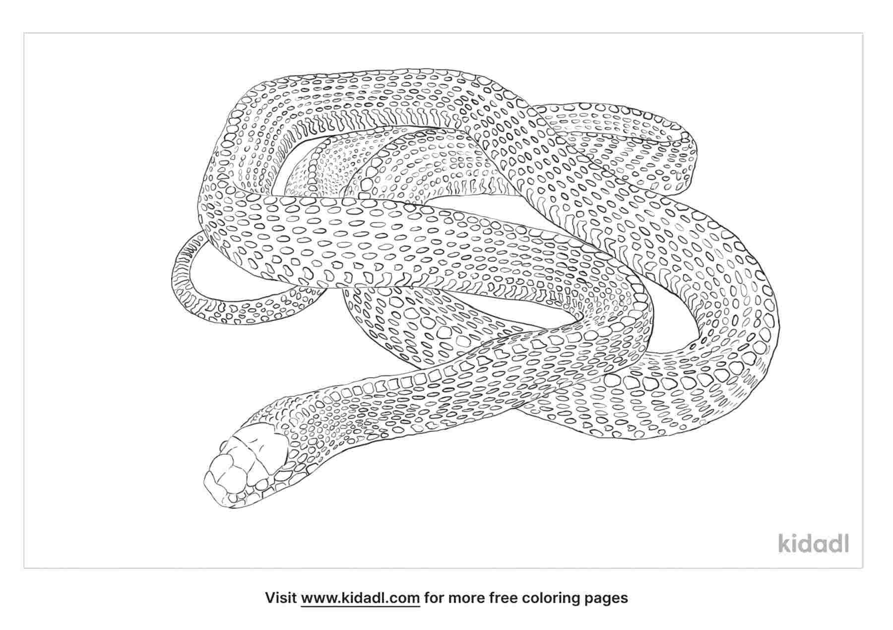 coloring page that contain cape file snake
