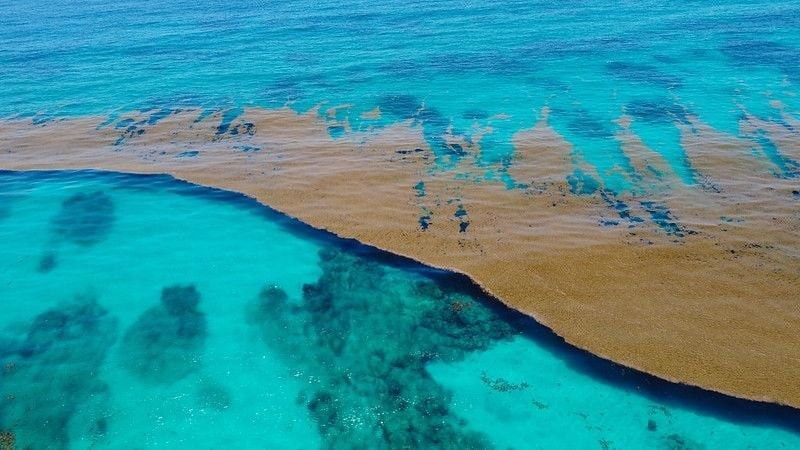 Caribbean sea covered by sargasso algae