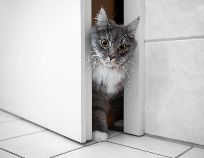 Cat looking out from door.
