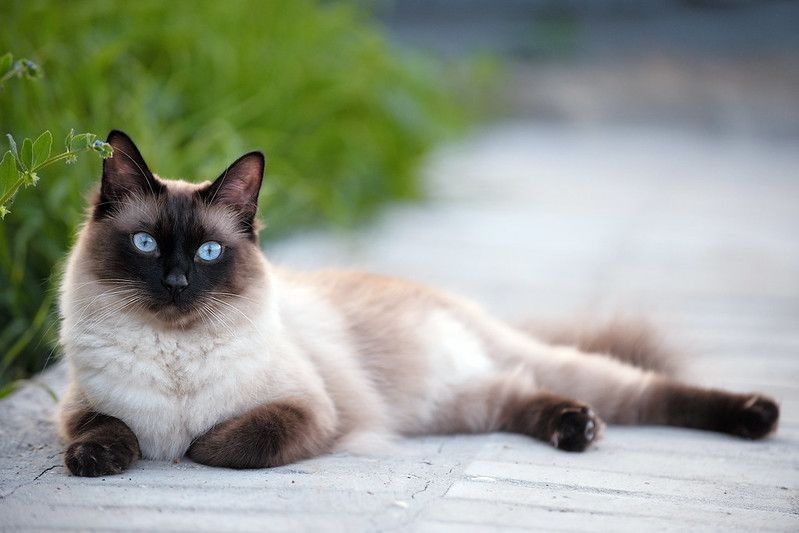 Siamese cat laying on foothpath.