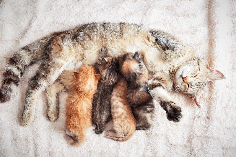 Grey mother cat nursing her babies kittens.