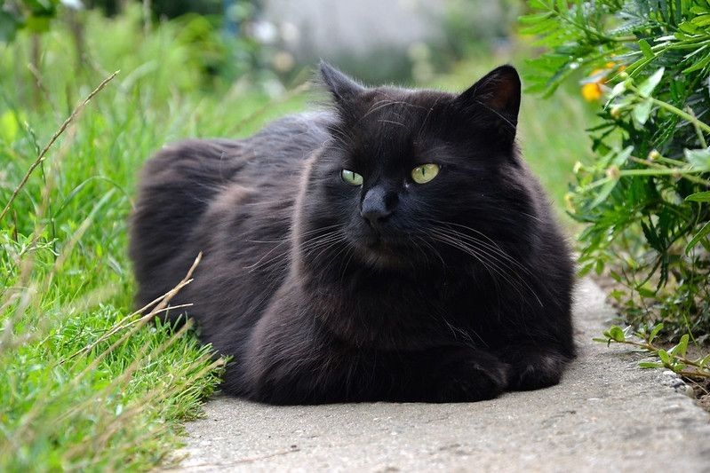 Black Chantilly Tiffany cat relaxing in the garden.