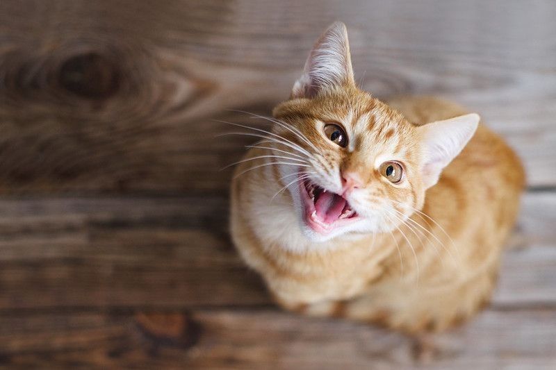 Cute cat smiling on wooden floor