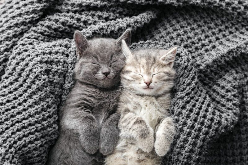 Couple cute kittens sleeping on gray soft knitted blanket.