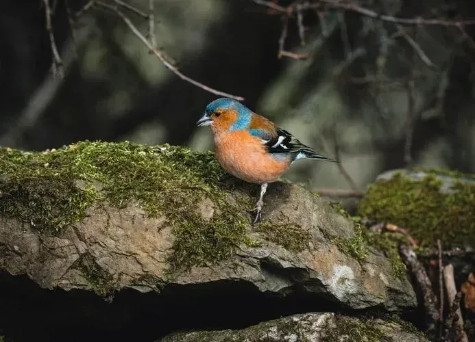 A male chaffinch is more colorful than a female.