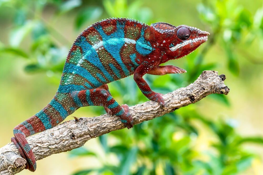 Adult male Ambilobe Panther Chameleon