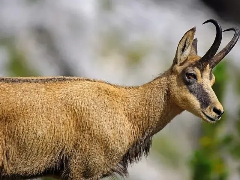 A characteristic feature of chamois are their peculiarly shaped horns.