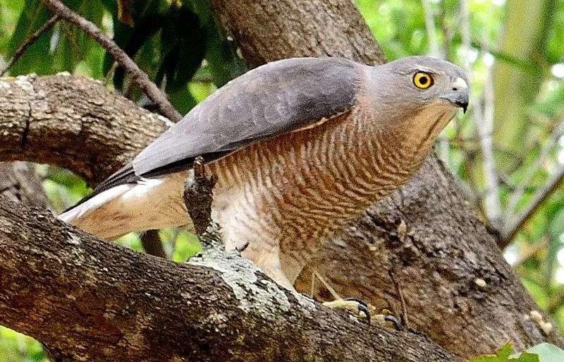 The Shikra birds are commonly seen in the Indian Subcontinent.