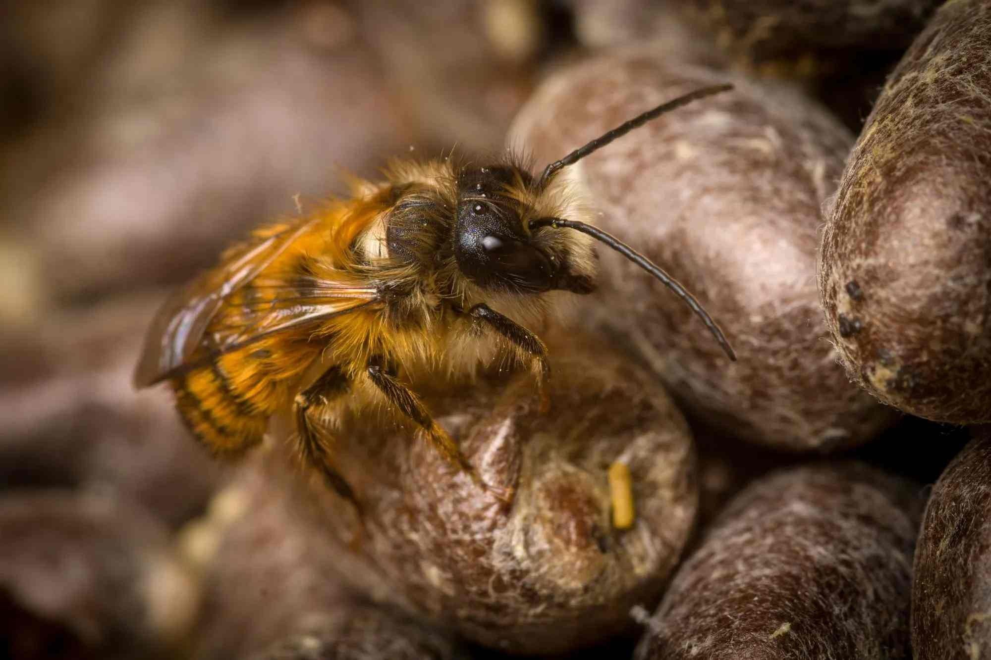 Facts about the characteristics of red-mason bees.