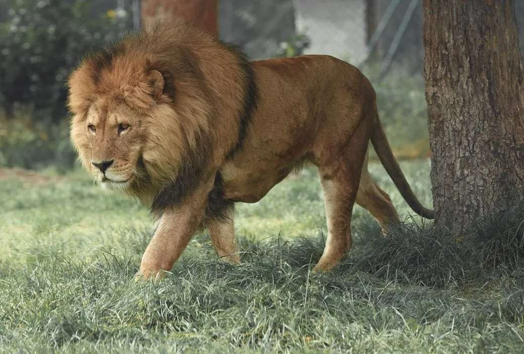 Saber-toothed Cat has the most similarity with the modern day lion.