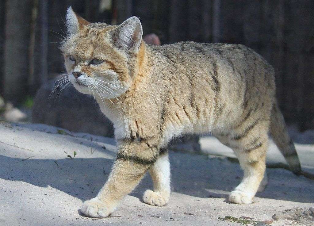 Interesting facts about the character of a Sand Cat.
