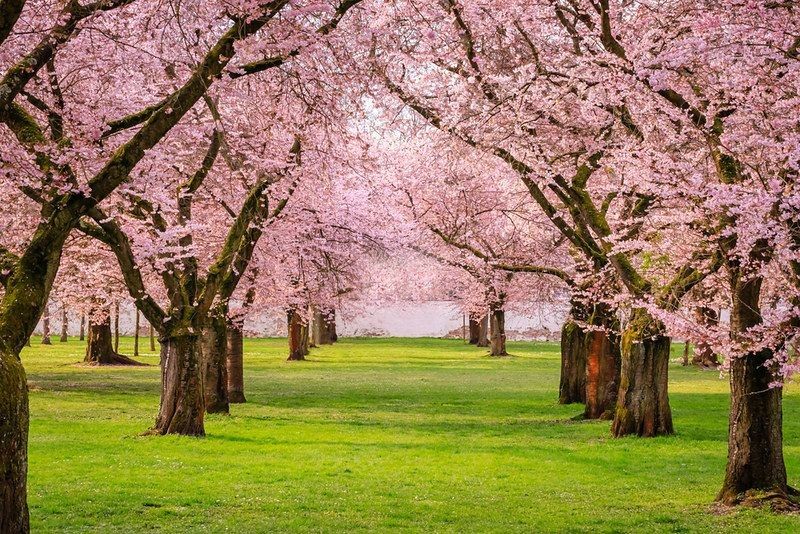 Wonderful scenic park with rows of blossoming cherry sakura trees and green lawn in springtime