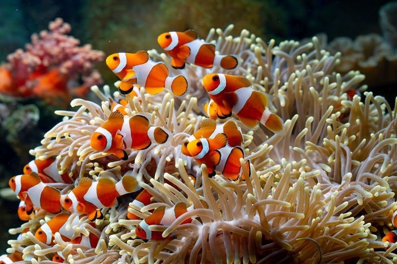 Cute anemone fish playing on the coral reef.