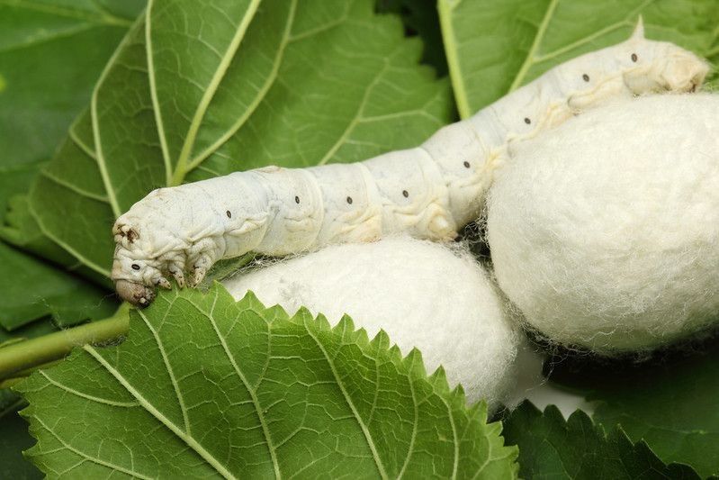 Silk Cocoons with Silk Worm on Green Mulberry Leaf.