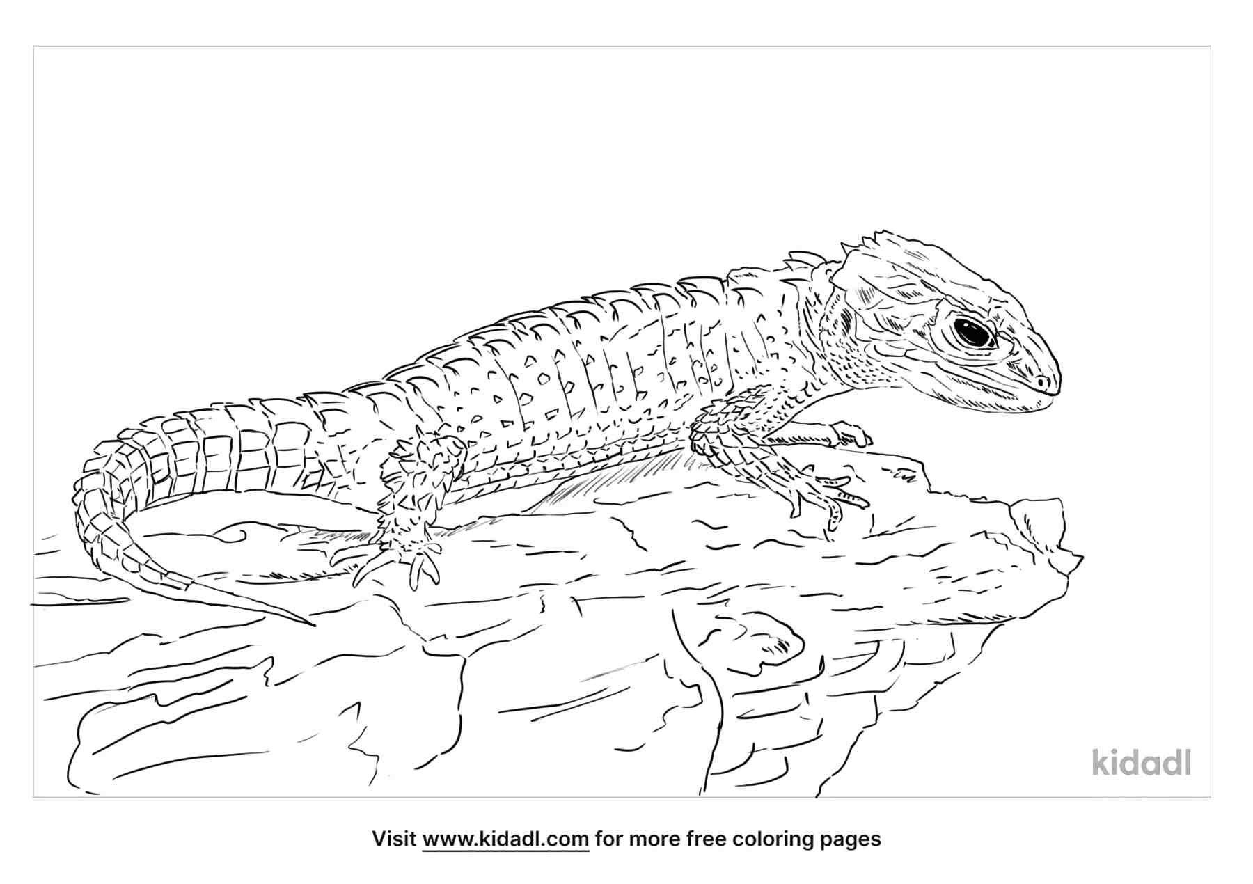 Crocodile Skink coloring pages for kids.