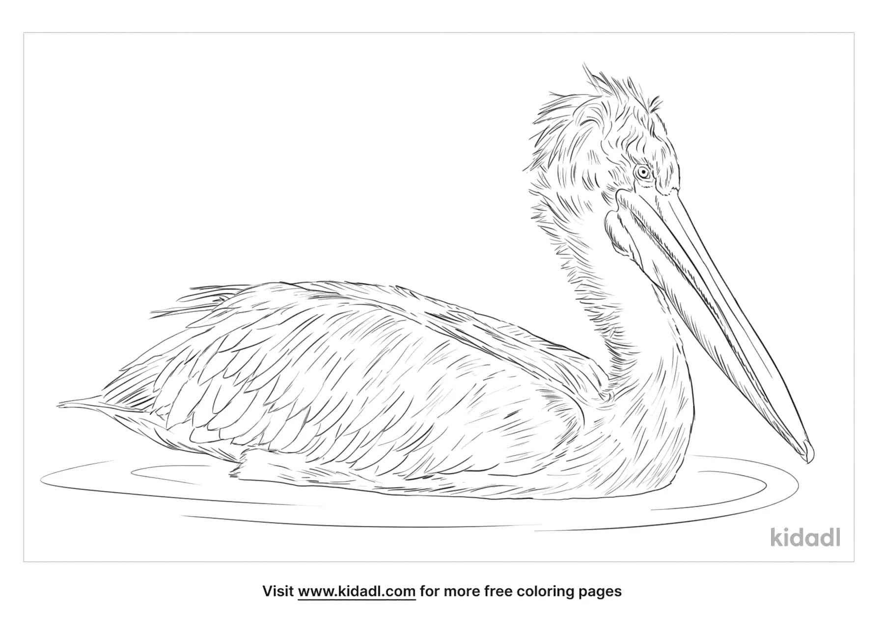 Dalmatian Pelican sketch and coloring page for kids.