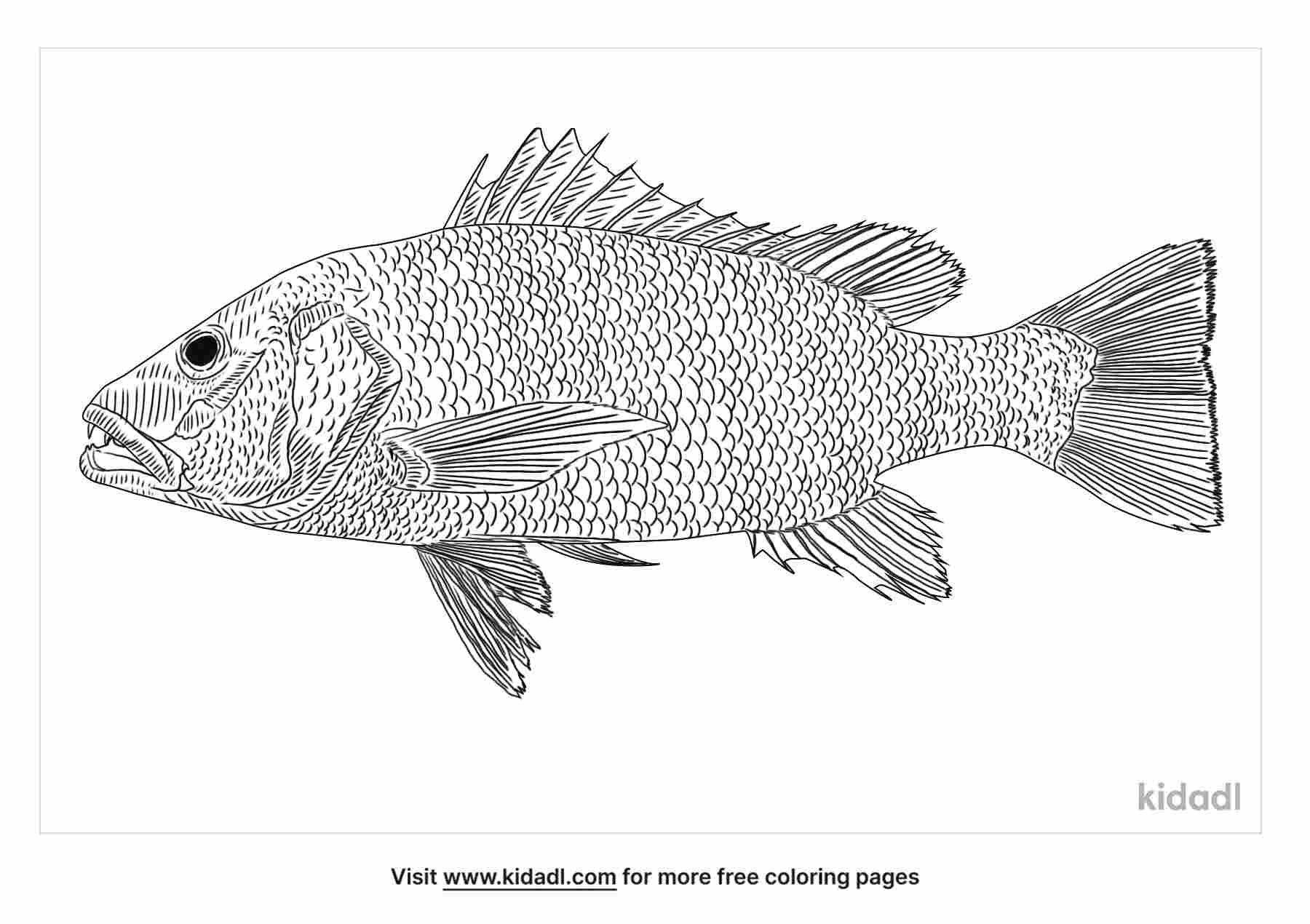 Fun Mangrove Red Snapper coloring page for kids.