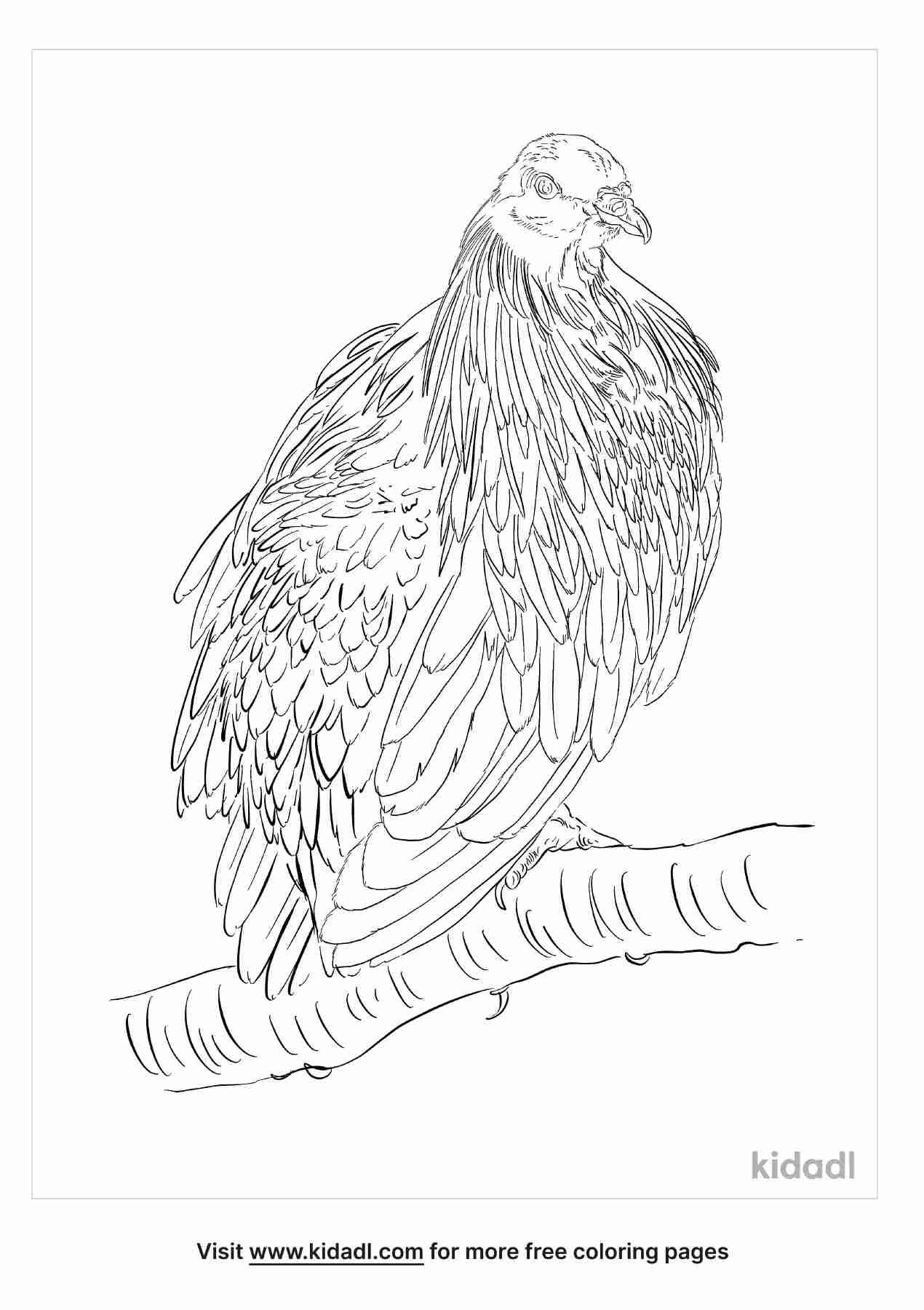 Amazing Nicobar Pigeon coloring page.