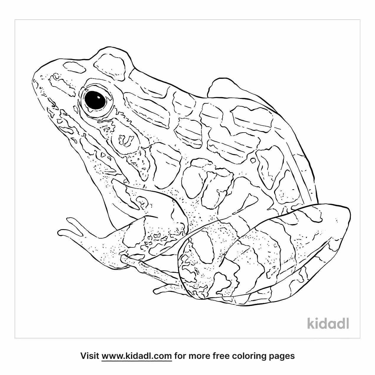 Have fun coloring this amazing pickerel frog.