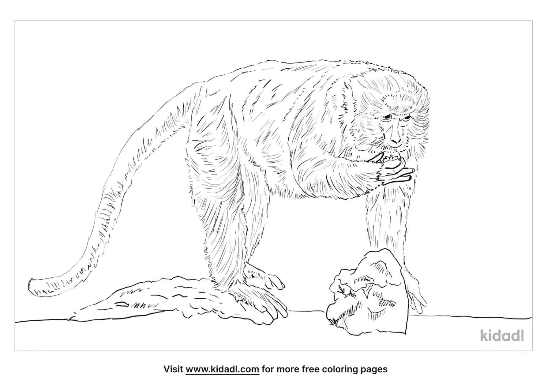 Crab Eating Macaque coloring pages for kids.