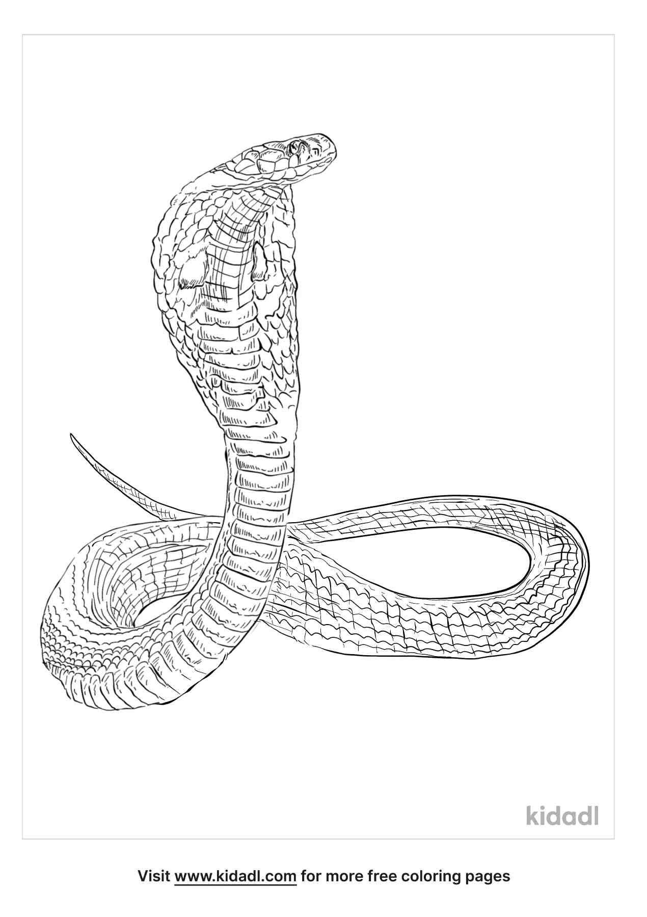 Amazing sketch of an Indian Cobra.